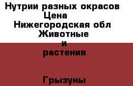 Нутрии разных окрасов › Цена ­ - - Нижегородская обл. Животные и растения » Грызуны и Рептилии   . Нижегородская обл.